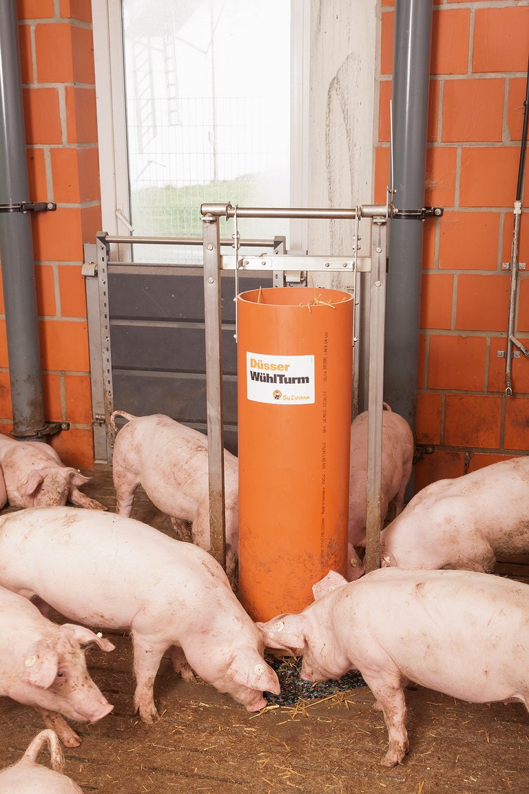 Beschäftigungsmaterial in der Schweinemast