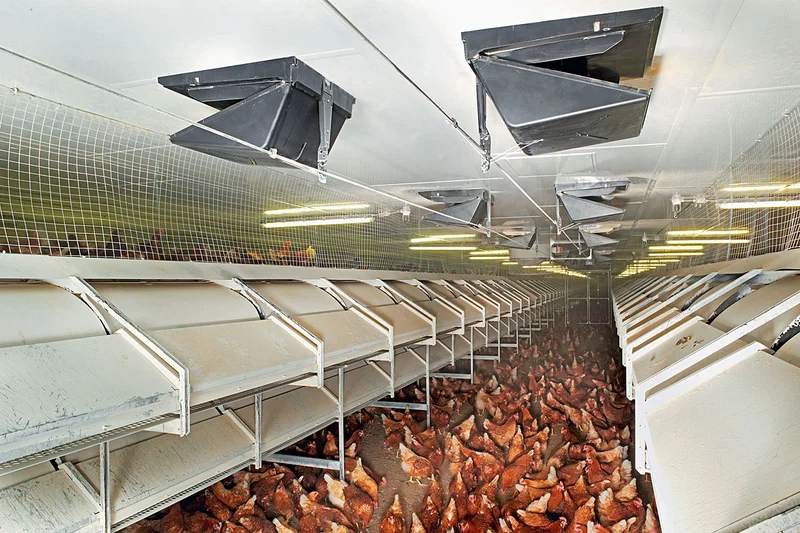 Aviary house with intermediate ceiling for a better house climate