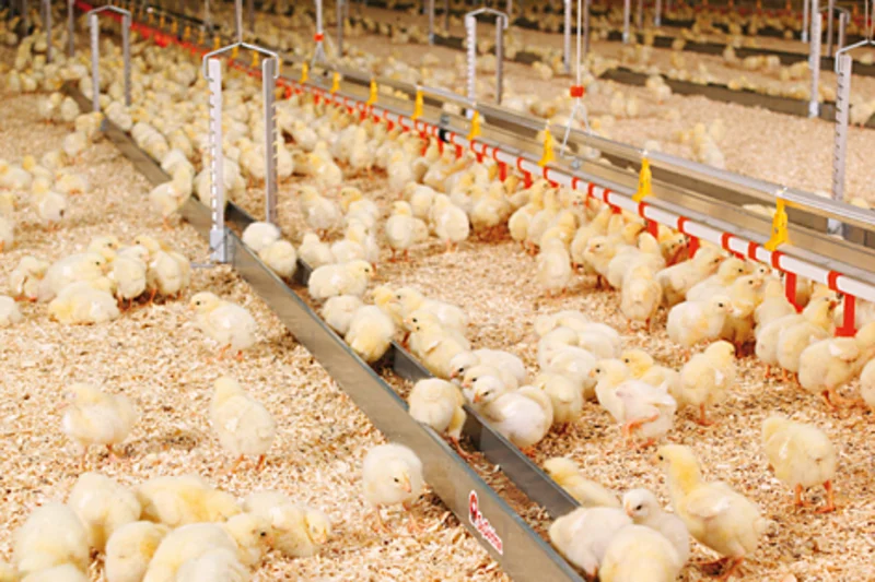 Big Dutchman equips five houses for 84,000 pullets Big Dutchman equips five houses for 84,000 pullets