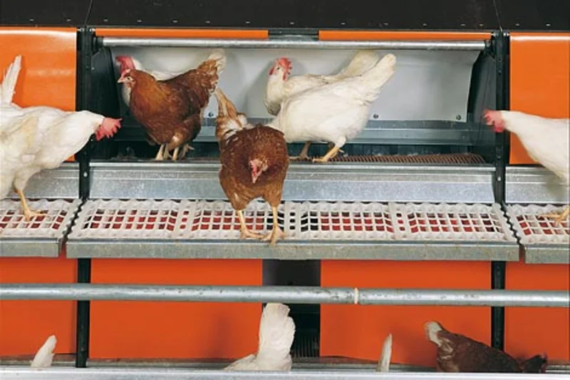 Neuer Geflügelstall für 11.000 Broiler-Elterntier in den Niederlanden Fütterungsanlagen & Stalleinrichtungen für die Elterntierhaltung