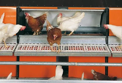 Neuer Geflügelstall für 11.000 Broiler-Elterntier in den Niederlanden Fütterungsanlagen & Stalleinrichtungen für die Elterntierhaltung