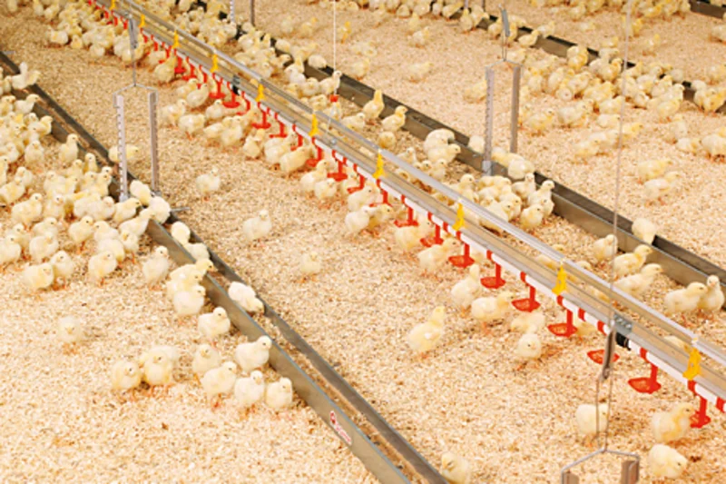 Big Dutchman equips five houses for 84,000 pullets Big Dutchman equips five houses for 84,000 pullets