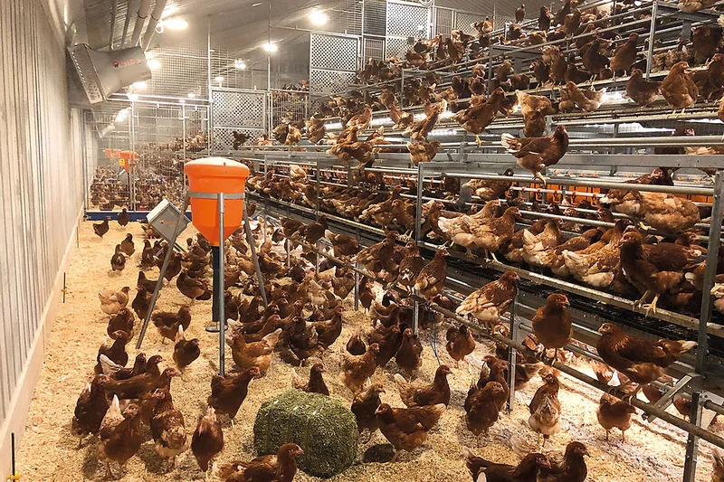 Inside of the barn with aviary and three different types of manipulable material Inside of the barn with aviary and three different types of manipulable material