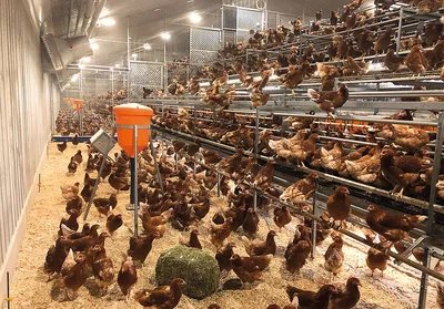 Inside of the barn with aviary and three different types of manipulable material Inside of the barn with aviary and three different types of manipulable material