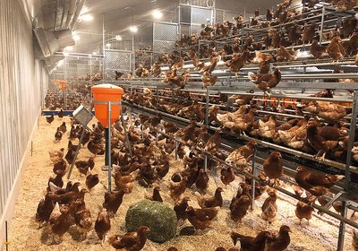 Inside of the barn with aviary and three different types of manipulable material