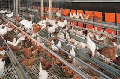 New leaflet for egg production