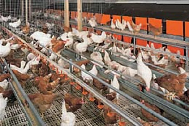 New leaflet for egg production