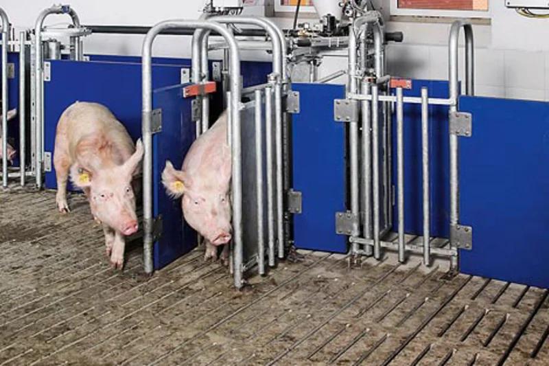 Technical training on electronic sow feeding & BigFarmNet