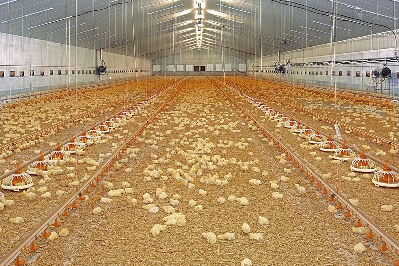 Bâtiment d’élevage de poulets de chair avec poussins et matériel d'élevage