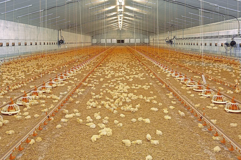 Broiler house with chicks and poultry equipment Broiler house with chicks and poultry equipment