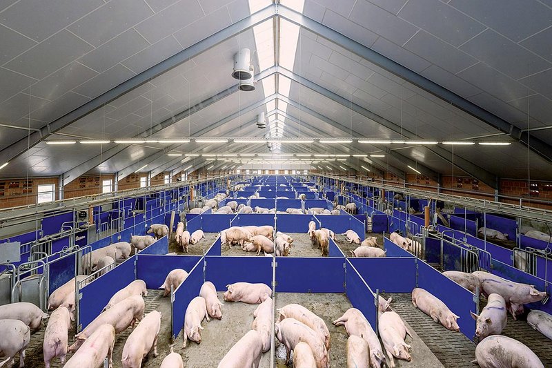 Sow management in the gestation area (group housing) 