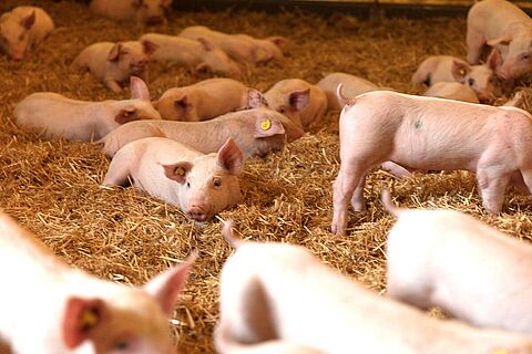 Pig Equipment Pig Feeding Systems For Experts Pig Production