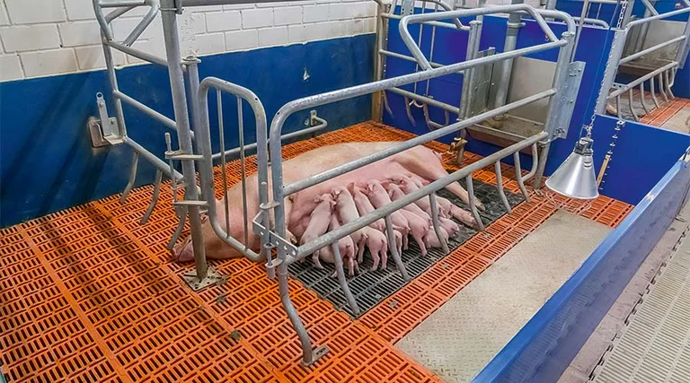 ActiWel - the variable-restraint pen with farrowing frame ActiWel - the variable-restraint pen with farrowing frame