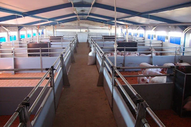 Pig equipment for piglet rearing