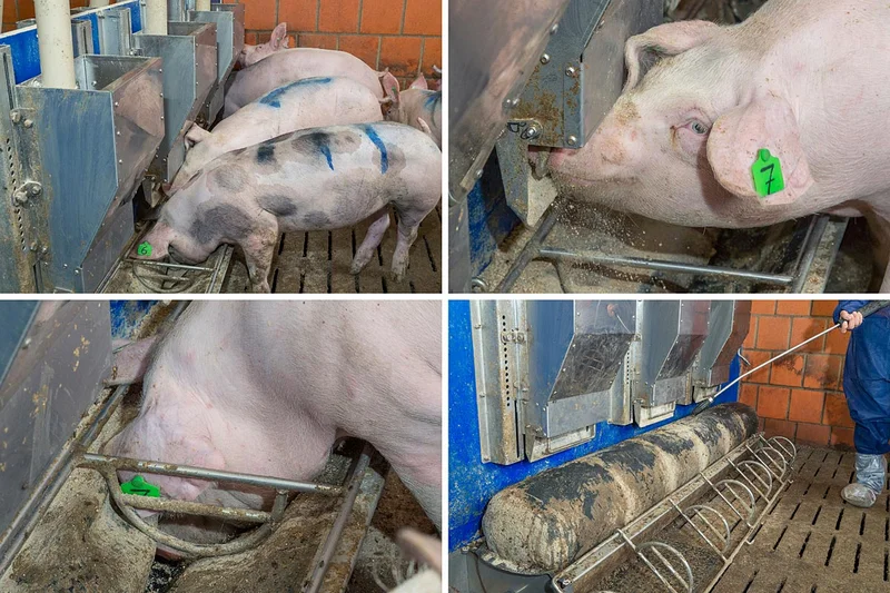 WaveFeeder beim Einsatz in der Schweinehaltung WaveFeeder beim Einsatz in der Schweinehaltung