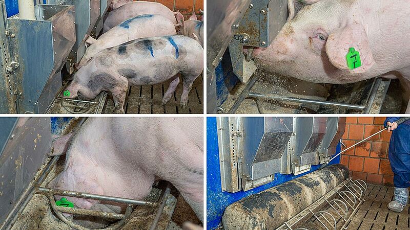 Search Pig Production Big Dutchman