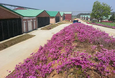 Élevage de truies d'excellence à Nonsan-si, en Corée du Sud Élevage de truies d'excellence à Nonsan-si, en Corée du Sud