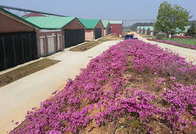 Élevage de truies d'excellence à Nonsan-si, en Corée du Sud