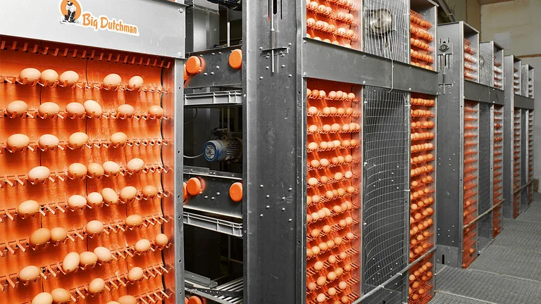 Elevator EggCellent Elevator EggCellent