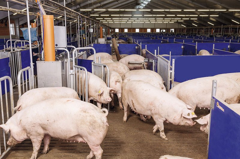 Electronic sow feeding system Call-Inn