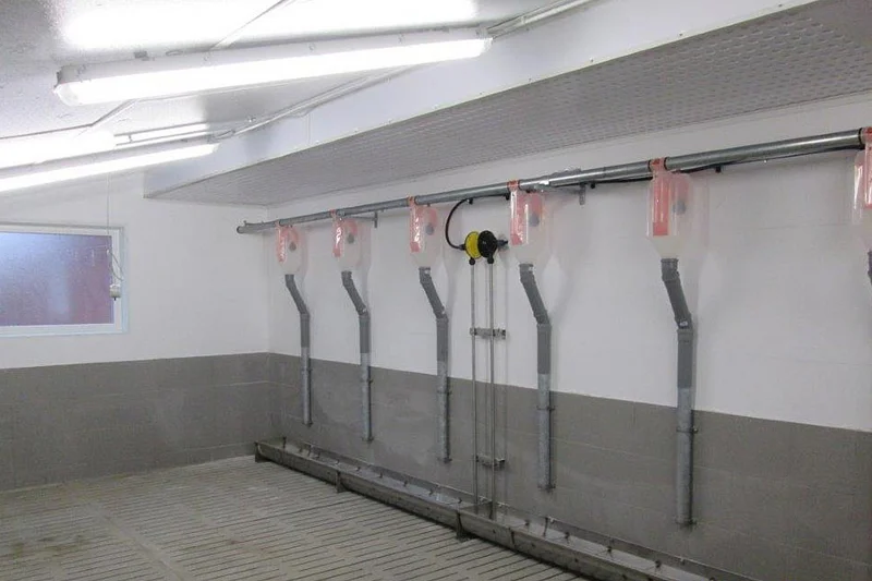 Fütterungsanlagen in Sauenarena Fütterungsanlagen in Sauenarena