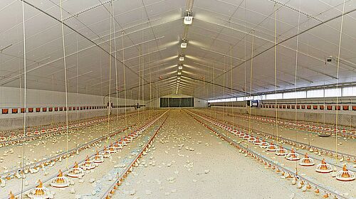 House for broiler production 