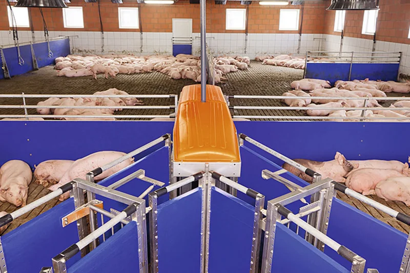 Nave con cerdos tumbados y sistema de manejo Nave con cerdos tumbados y sistema de manejo