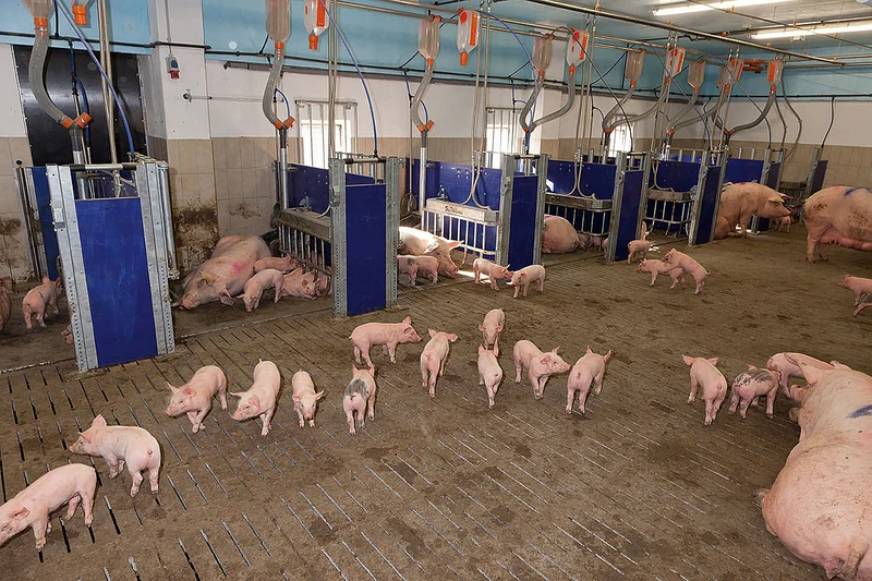 Openbare raadpleging over de toekomst van het Gemeenschappelijk Landbouwbeleid
