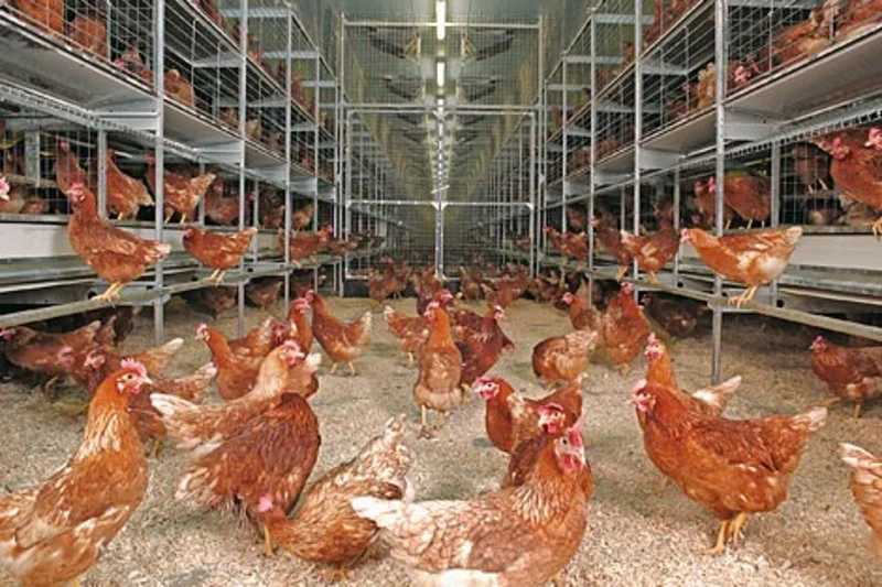 Egg production on two levels with modern poultry systems