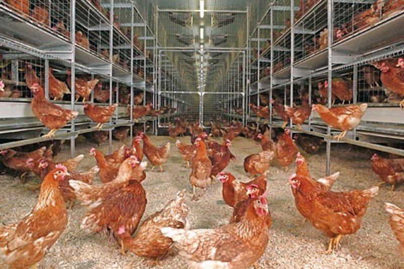 L’atelier de 60 000 poules pondeuses sur deux niveaux