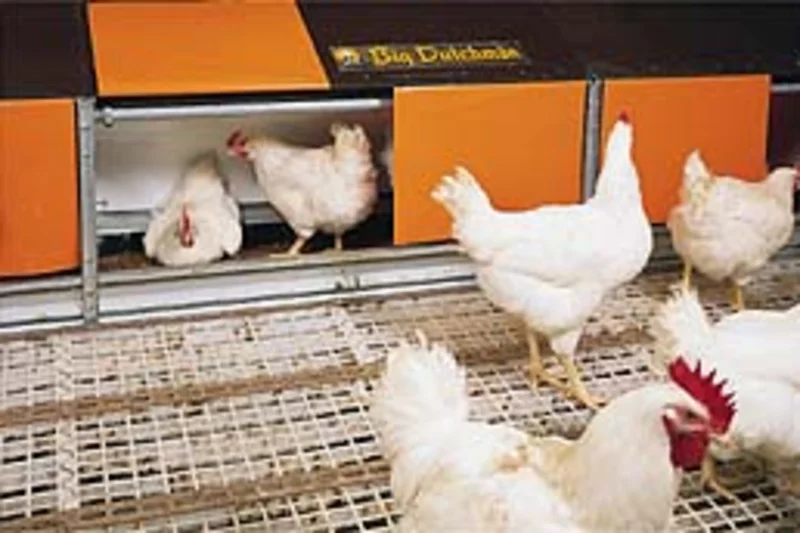 UK: More than one million bird places in Colony 2+ poultry nests