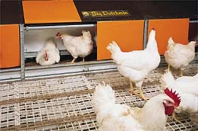 UK: More than one million bird places in Colony 2+ poultry nests UK: More than one million bird places in Colony 2+ poultry nests