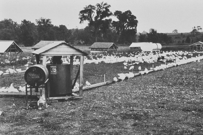 Poultry production with Champion chain