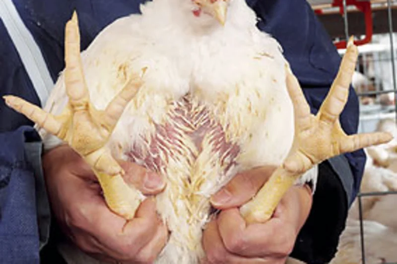 Study: Broiler growing in colony systems – performance and welfare Study: Broiler growing in colony systems – performance and welfare