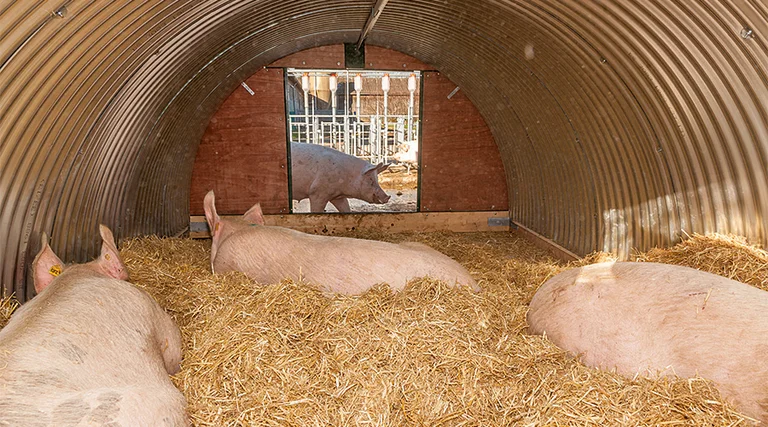 Schweine Schweine