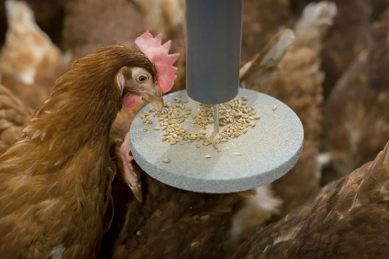 Openbare raadpleging over de toekomst van het Gemeenschappelijk Landbouwbeleid