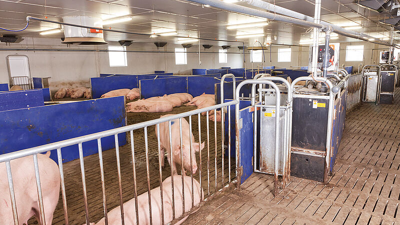 Electronic sow feeding with CallMaticpro 