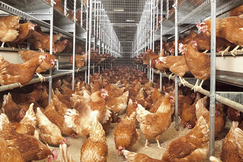 Big Dutchman customer Opal Foods aces SQF audit for egg production Big Dutchman customer Opal Foods aces SQF audit for egg production