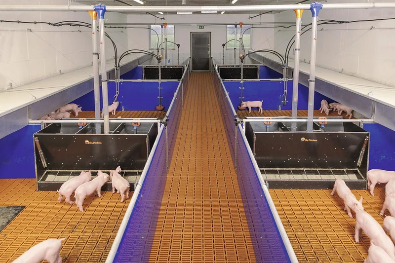 View into a piglet rearing house View into a piglet rearing house