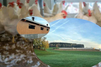 Élevage plein air de poules pondeuses : l'éleveur lance un nouveau secteur d'activité Élevage plein air de poules pondeuses : l'éleveur lance un nouveau secteur d'activité