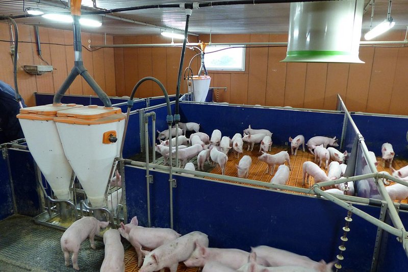 Nursery: view of the pens with piglet feeding systems 