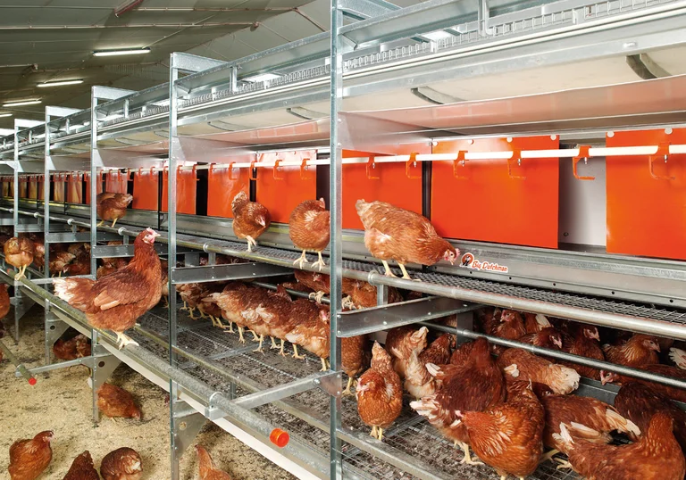 Producție modernă de ouă la sol și free range cu NATURA Colony Producție modernă de ouă la sol și free range cu NATURA Colony