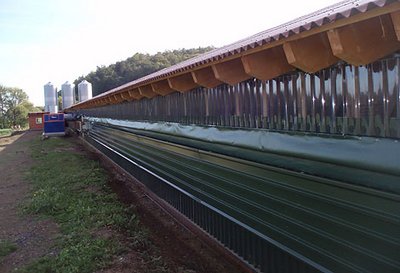 Open Day: new poultry house for poultry growing with modern housing equipment from Big Dutchman