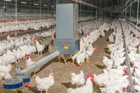 MaleChain feeding system