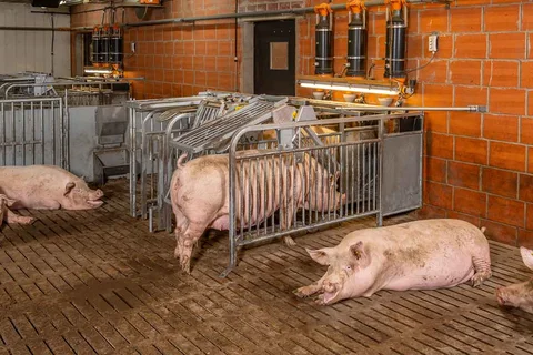 Individual sow feeding with CallBackpro