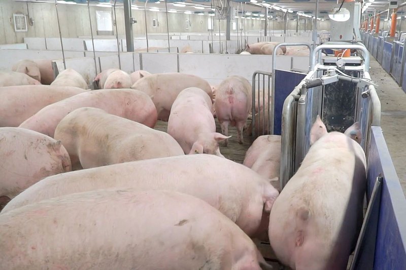 Captura de pantalla: Una cerda accede a la estación de alimentación a demanda