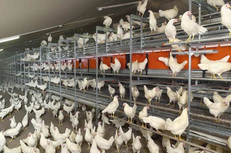 Natura-Step aviary for barn egg production Barn egg prodcution in Natura-Step-aviary
