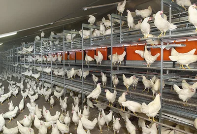 Natura-Step aviary for barn egg production Barn egg prodcution in Natura-Step-aviary