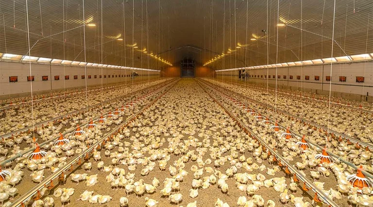 Vleeskuikenhouderij | stal van binnen, dieren, verlichting