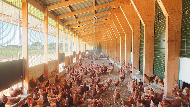 Winter garden for poultry production 